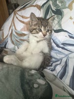 Mixed Breed cats - Advert 2