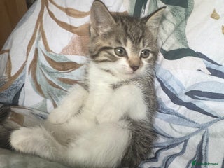 Mixed Breed cats - Advert 27