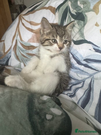 Mixed Breed cats - Advert 2