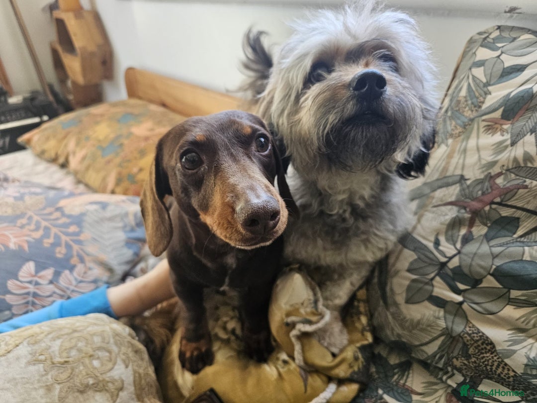Mixed Breed dogs for sale: Miniature Dachshund x Bichon Havanese Puppies - Advert 7