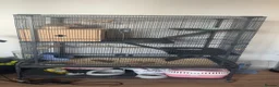 Chinchilla rodents for sale: Two Male chinchillas  in Pontypridd - Advert 10