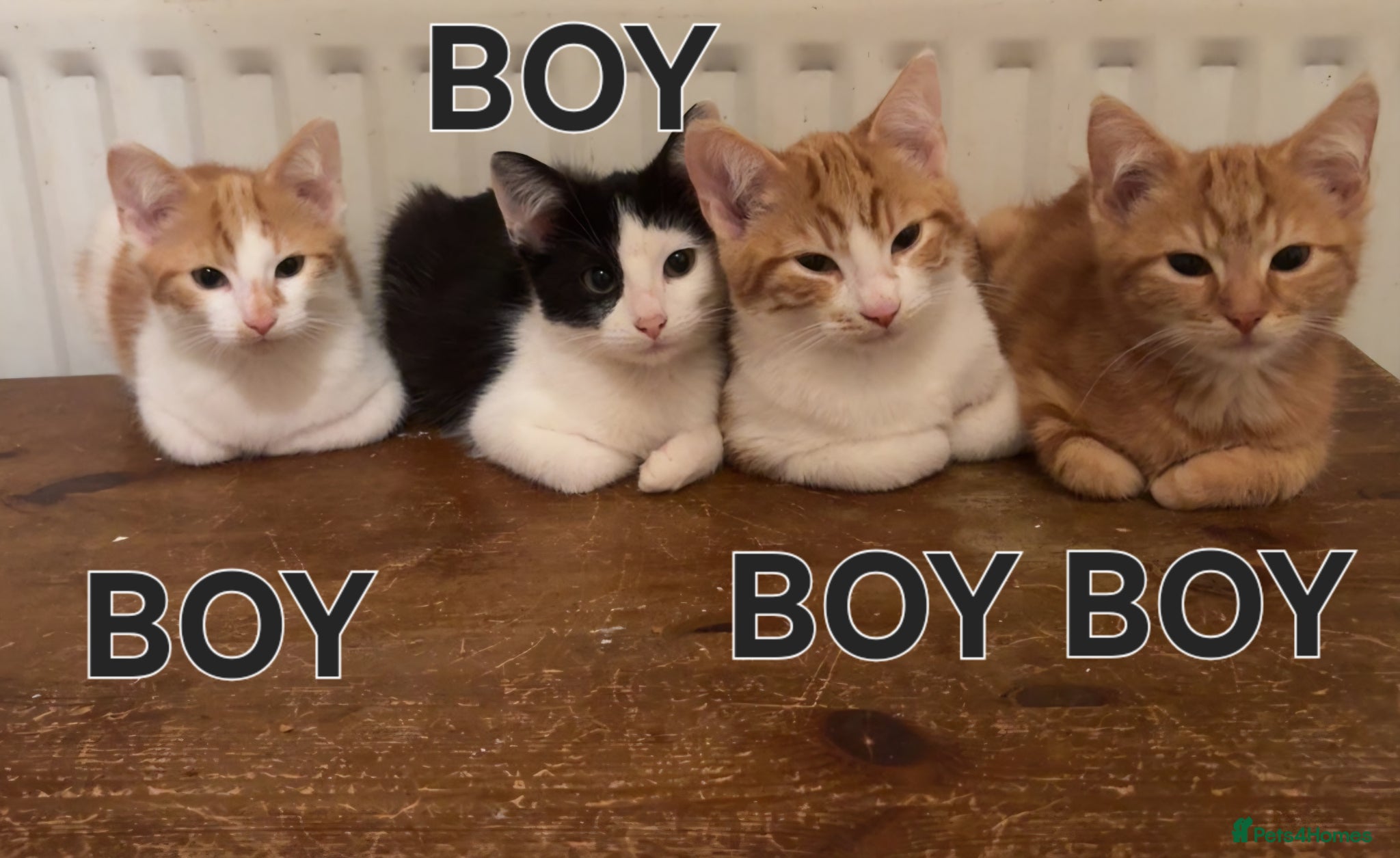 Mixed Breed cats Lovely Kittens Looking for Their Forever Homes - Advert 1