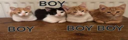Mixed Breed cats for sale: Lovely Kittens Looking for Their Forever Homes - Advert 1