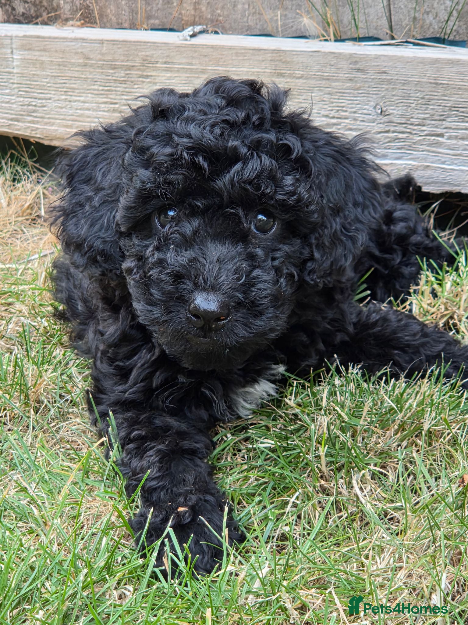 Cockapoo dogs Ready to go - Gorgeous Cockapoo Puppies F1b - Advert 2