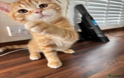 Domestic Shorthair cats for sale: Ginger Boys  - Image 2