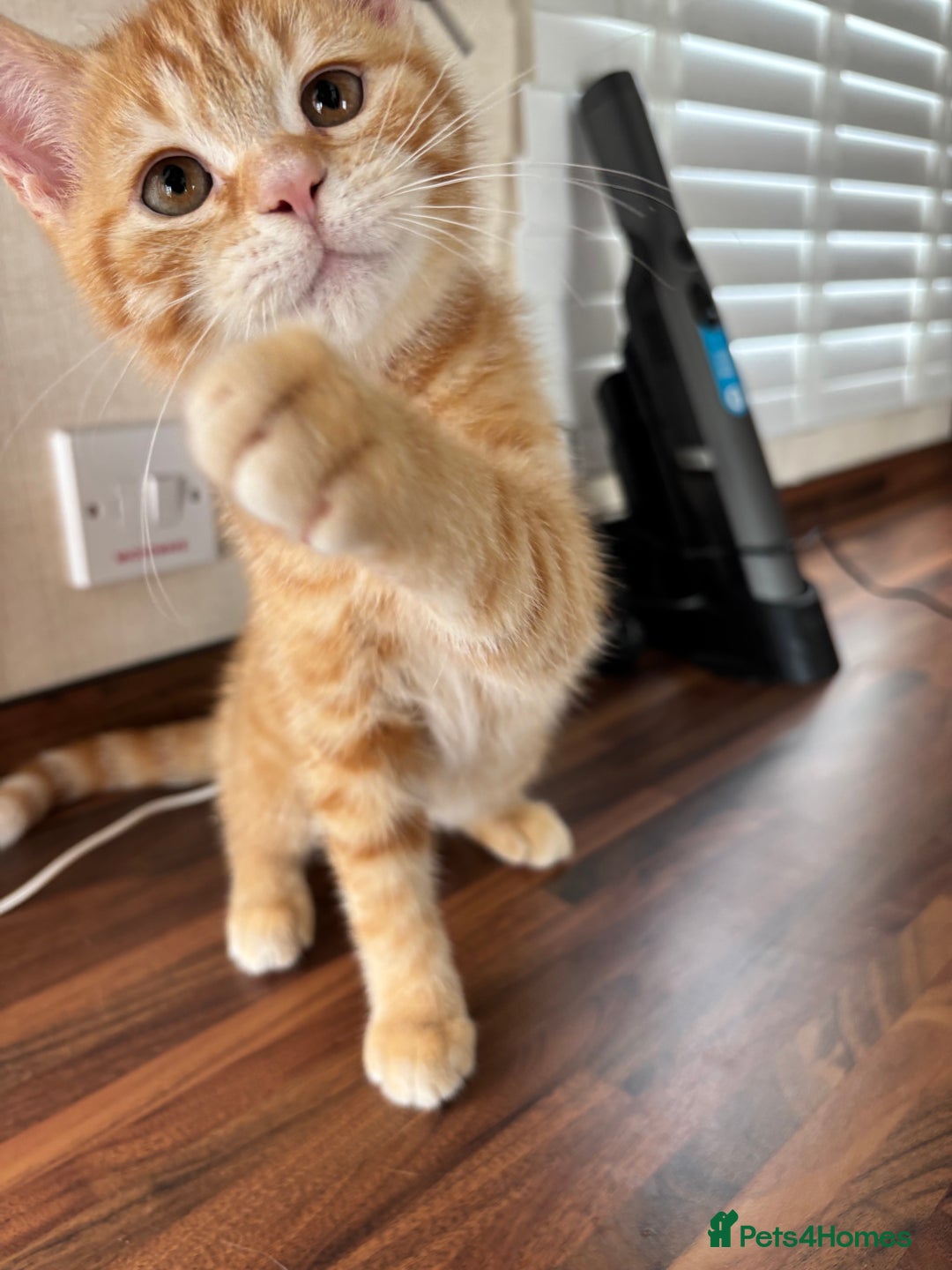 Domestic Shorthair cats for sale: Ginger Boys  - Image 2