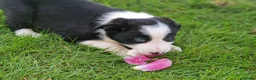 Border Collie dogs for sale: Stunning Border Collie Puppies - Advert 16