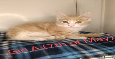 Maine Coon cats - Advert 3