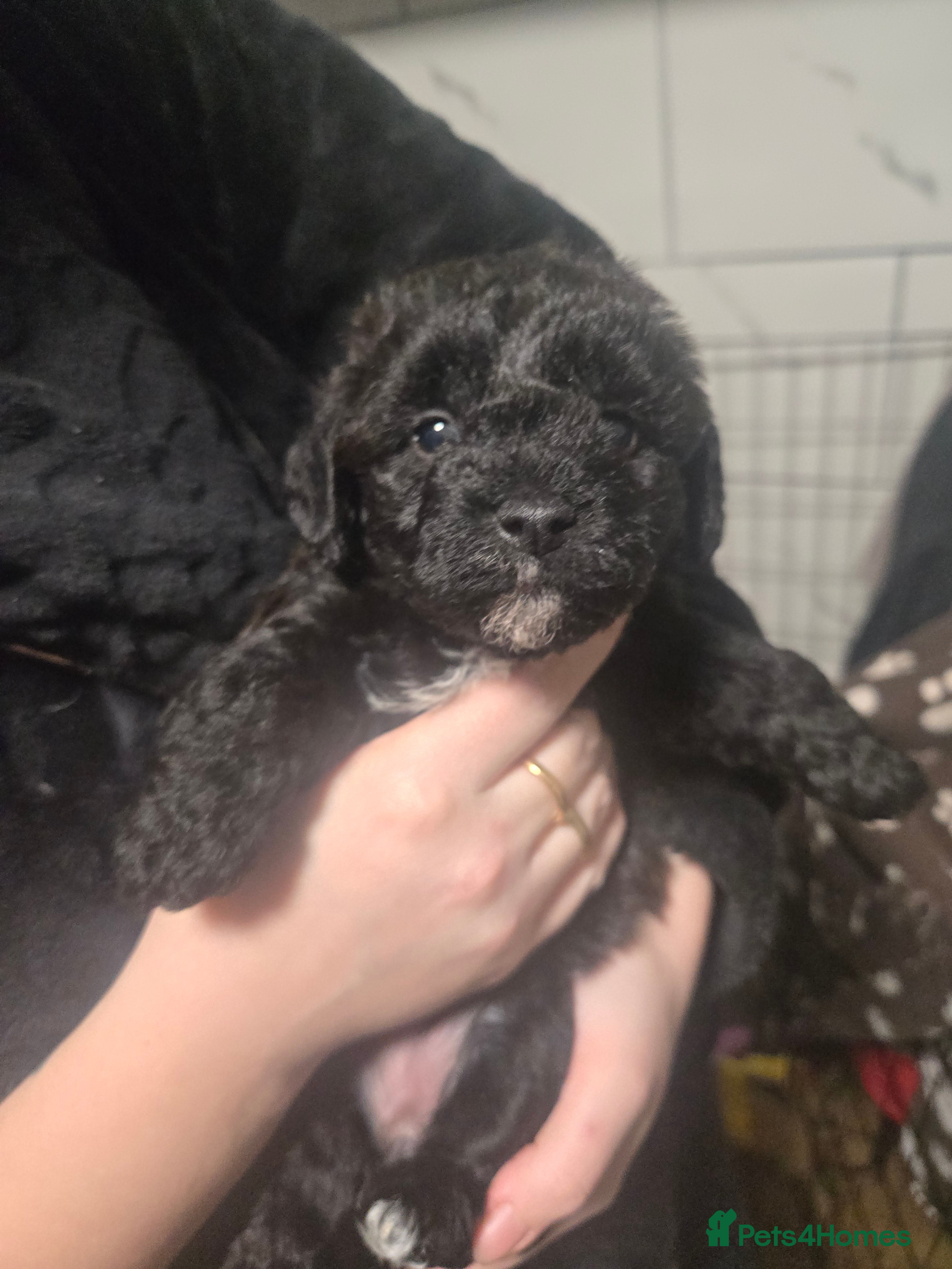 Shihpoo dogs Female shihpoo pups  - Advert 1