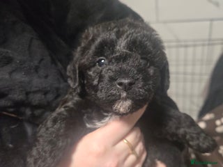Shihpoo dogs Female shihpoo pups - Advert 1