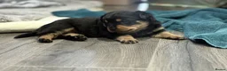 Rottweiler dogs for sale: Chunky Rottweilers  - Advert 9