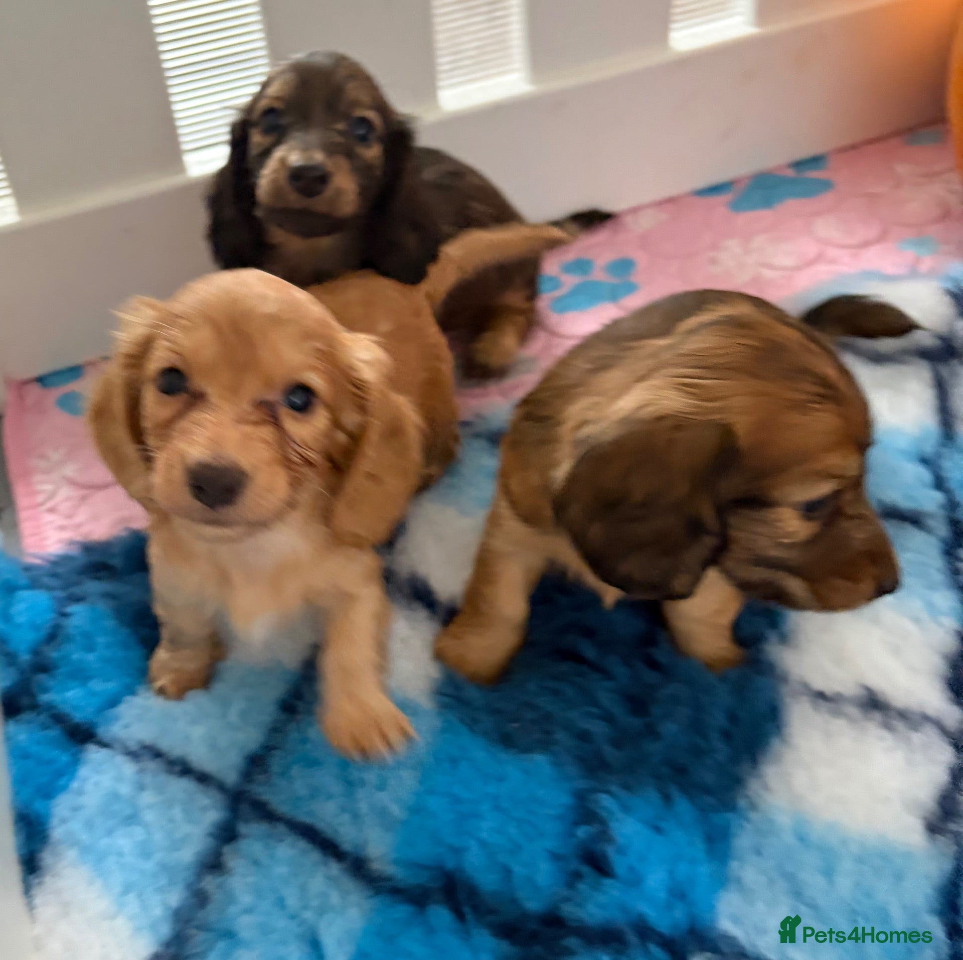 Miniature Dachshund dogs for sale: Beautiful Long-Haired Miniature Dachshund Puppies - Advert 22