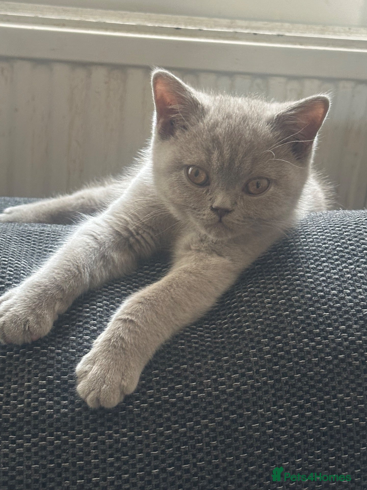 British Shorthair cats Beautiful Lilac British Shorthair Kitten – 💜 - Advert 1