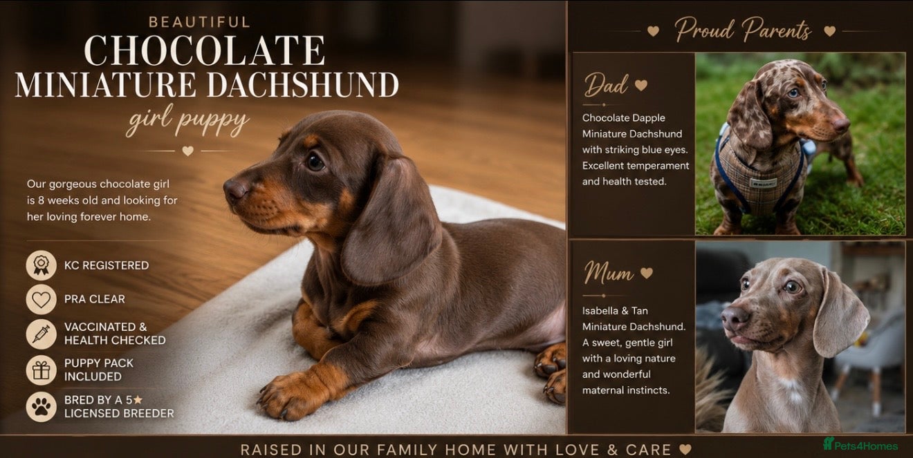 Miniature Dachshund dogs beautiful Chocolate Miniature Dachshund girl 🤎 - Advert 1