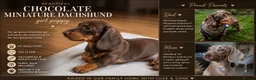 Miniature Dachshund dogs for sale: 🐾 Just One Beautiful Puppy Left! 🐾 - Advert 10