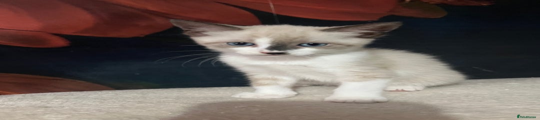Snowshoe Kitten 4