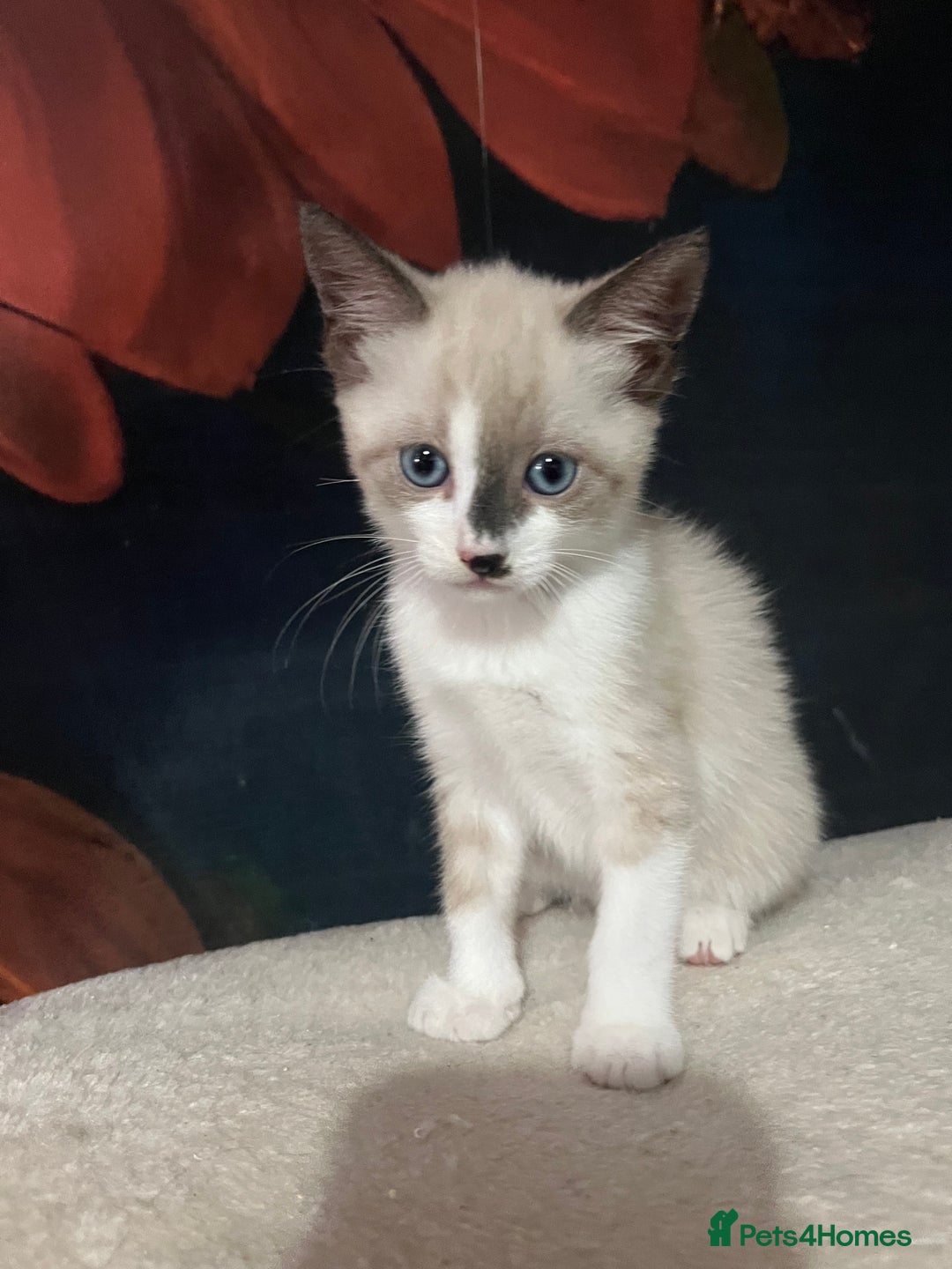 Snowshoe cats for sale: Four beautiful snowshoe kittens  - Image 8