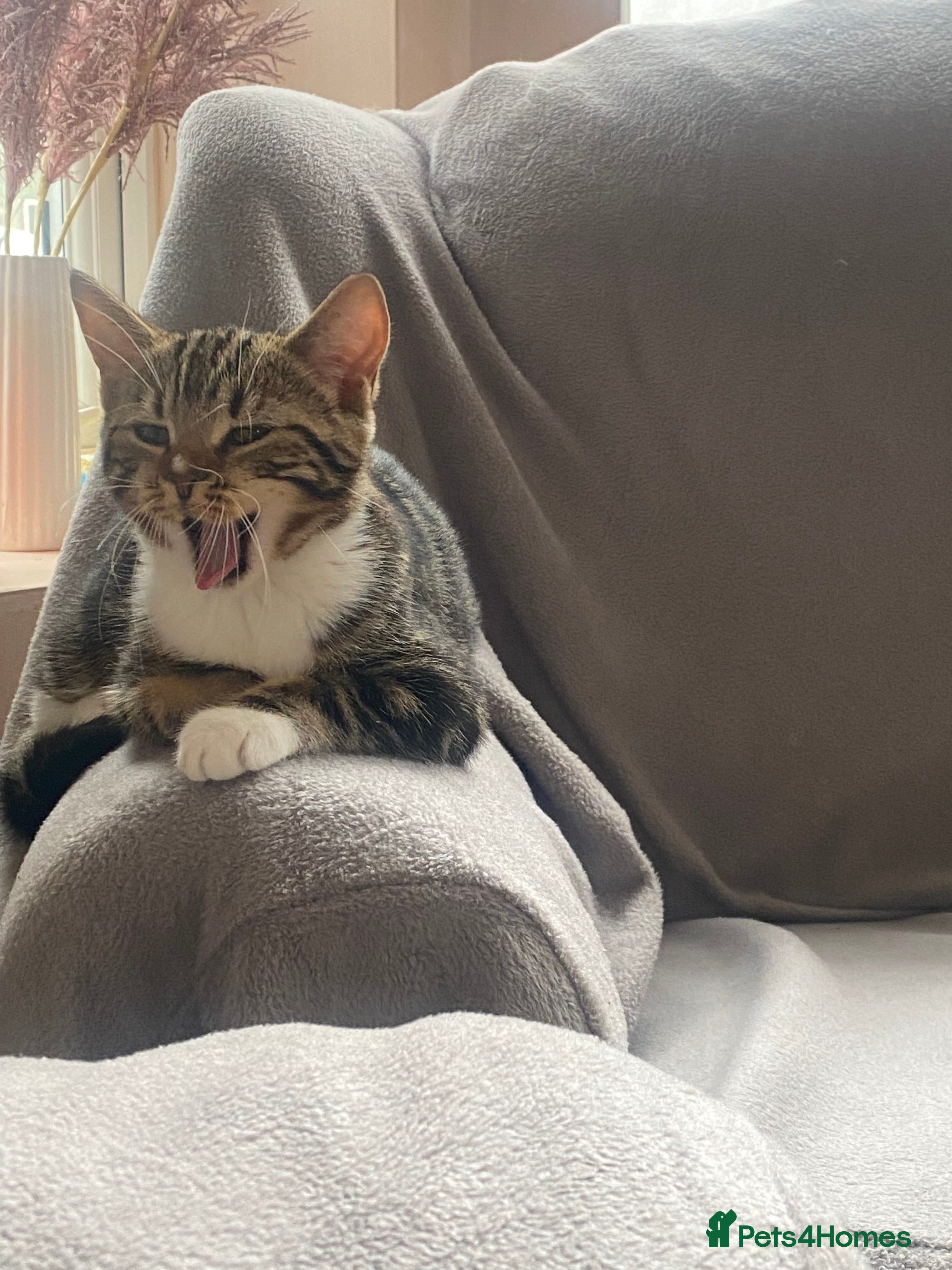 British Shorthair cats Fiona British short hair mixed breed female  - Advert 1