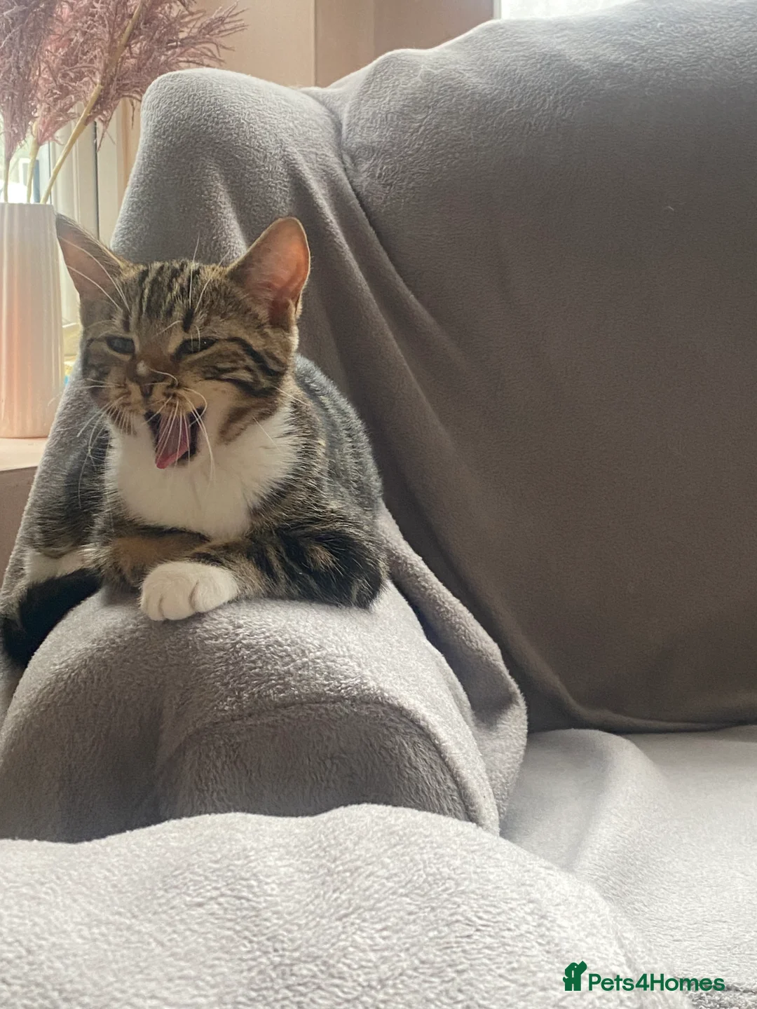 British Shorthair cats for sale: Fiona British short hair mixed breed female  in Hull - Advert 1