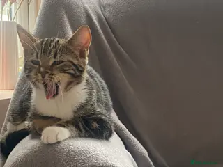 British Shorthair cats Fiona British short hair mixed breed female - Advert 1