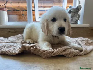 Golden Retriever dogs Gorgeous golden retriever pups - Advert 4