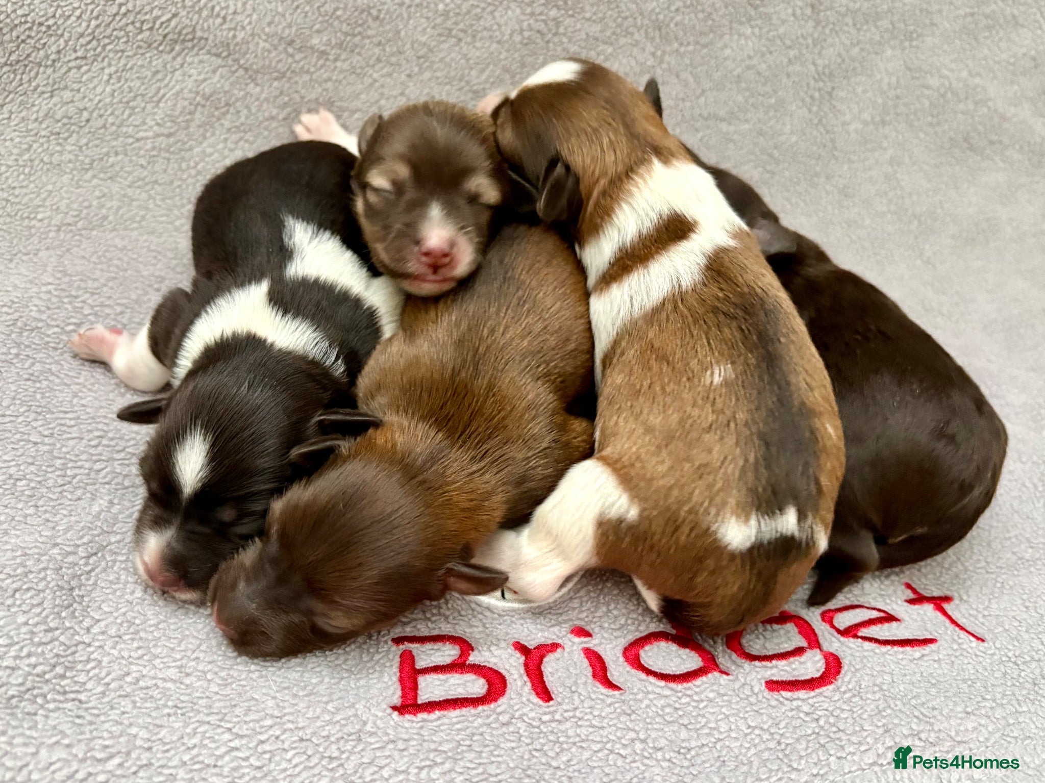Miniature Schnauzer dogs KC registered American line Miniature Schnauzers  - Advert 1