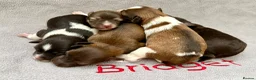 Miniature Schnauzer dogs for sale: KC registered American line Miniature Schnauzers  - Advert 1