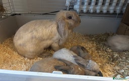 Mini Lop rabbits for sale: Mini lop bunnies  - Advert 7