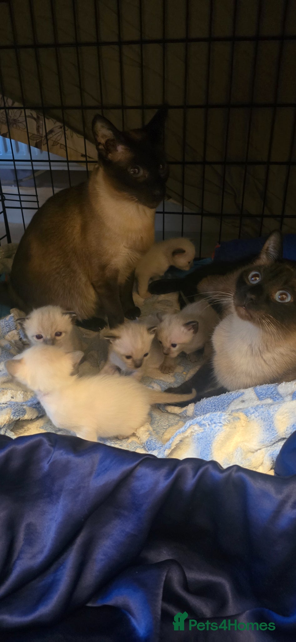 Siamese cats Stunning Siamese Kittens  - Advert 2