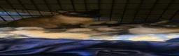 Siamese cats for sale: Stunning Siamese Kittens  - Advert 1
