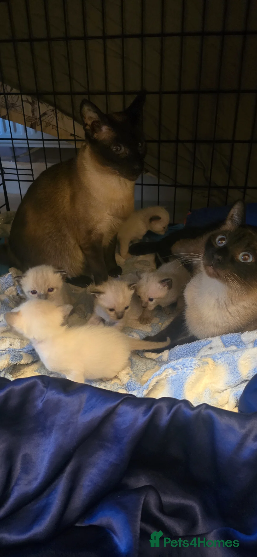 Siamese cats for sale: Stunning Siamese Kittens  - Advert 1