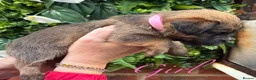 Norfolk Terrier dogs for sale: Northfork terrier puppy's  - Advert 6