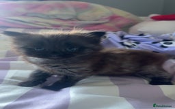 Mixed Breed cats for sale: 2 male kittens long hair  - Image 4
