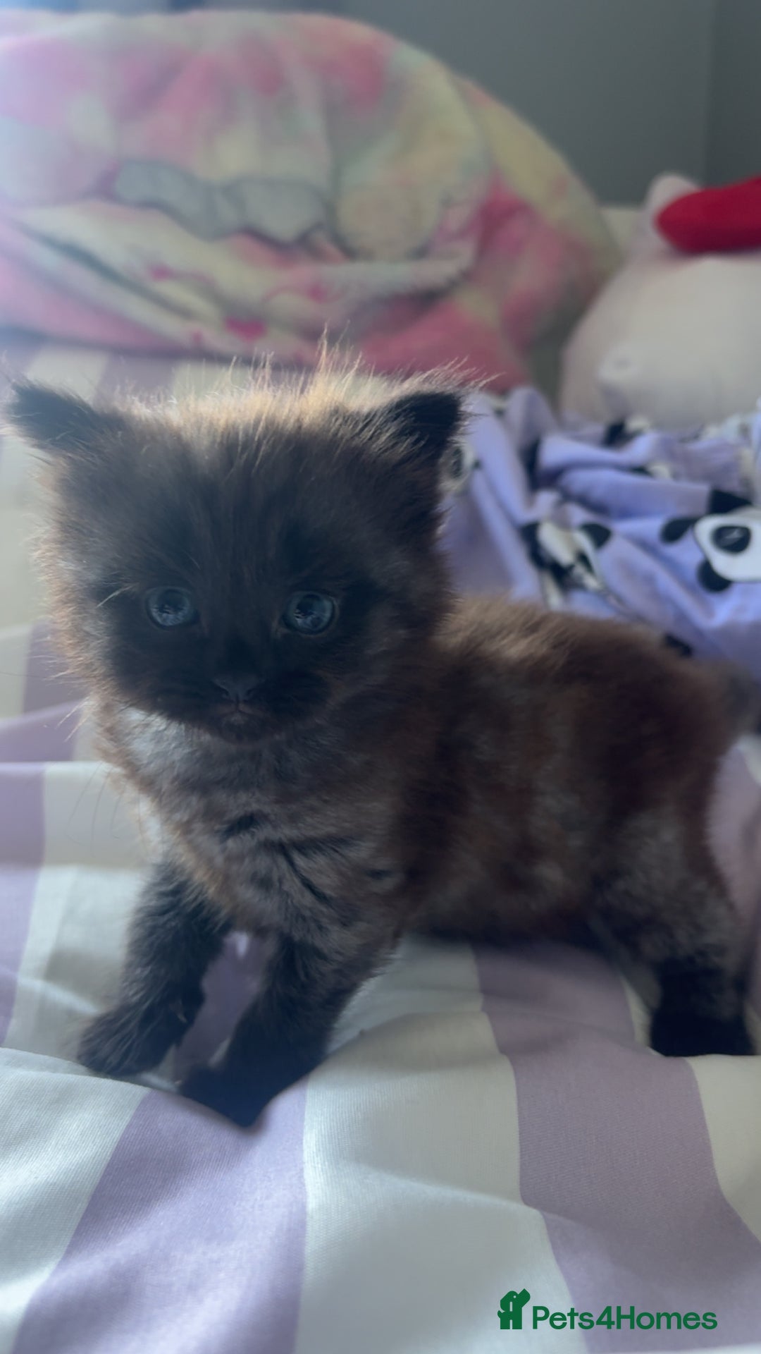 Mixed Breed cats for sale: 2 male kittens long hair  - Image 4