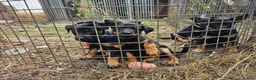 Australian Kelpie dogs for sale: Working Kelpie Pups in Melton Mowbray - Advert 7