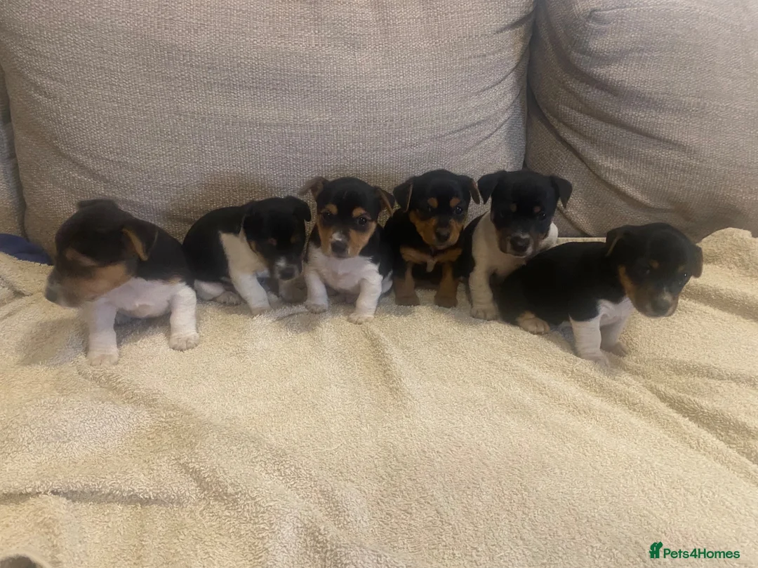 Jack Russell dogs for stud: Proven Miniature Tri Colour Jack Russell for stud - Advert 2