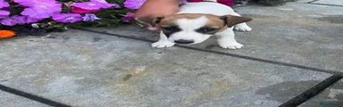 Jack Russell 3