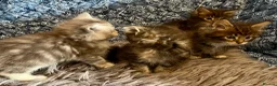 Maine Coon cats for sale: Pure Maine Coon Kittens - Advert 2