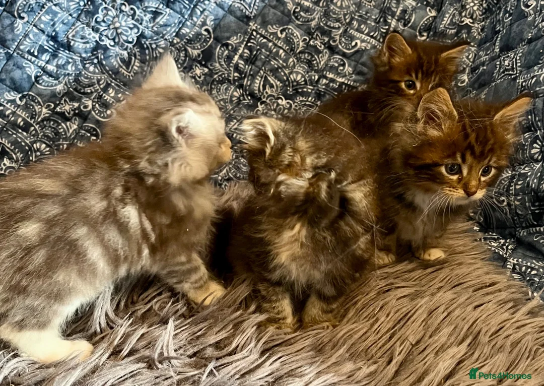 Maine Coon cats for sale: Pure Maine Coon Kittens - Advert 2