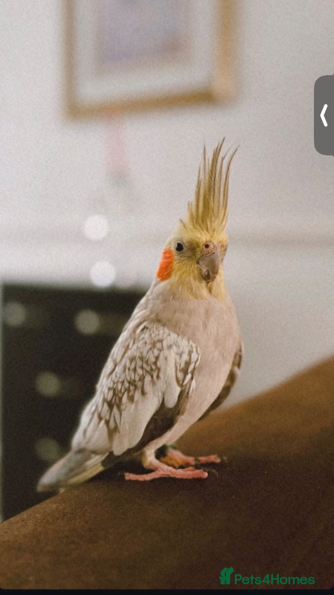 Cockatiels birds a bit tamed cockteil - Advert 1