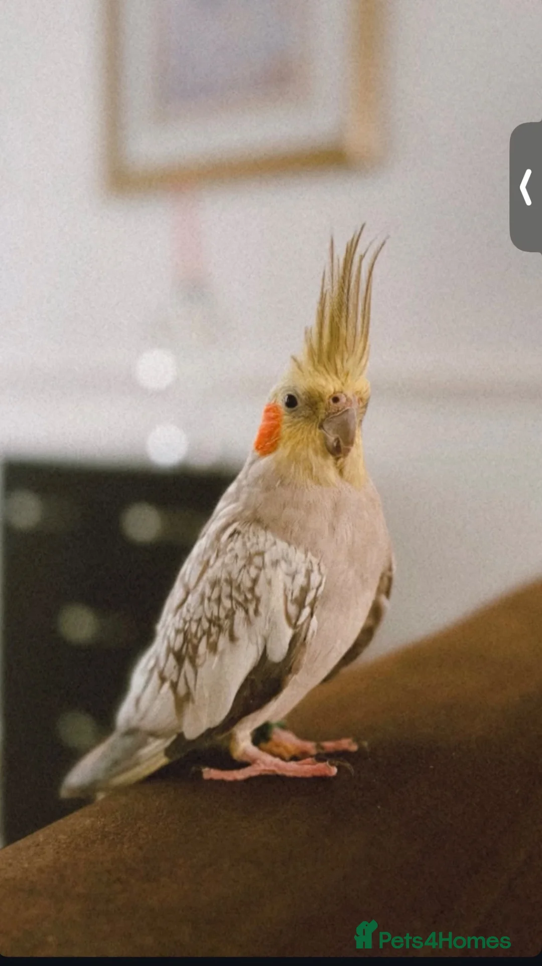 Cockatiels birds for sale: a bit tamed cockteil - Advert 1