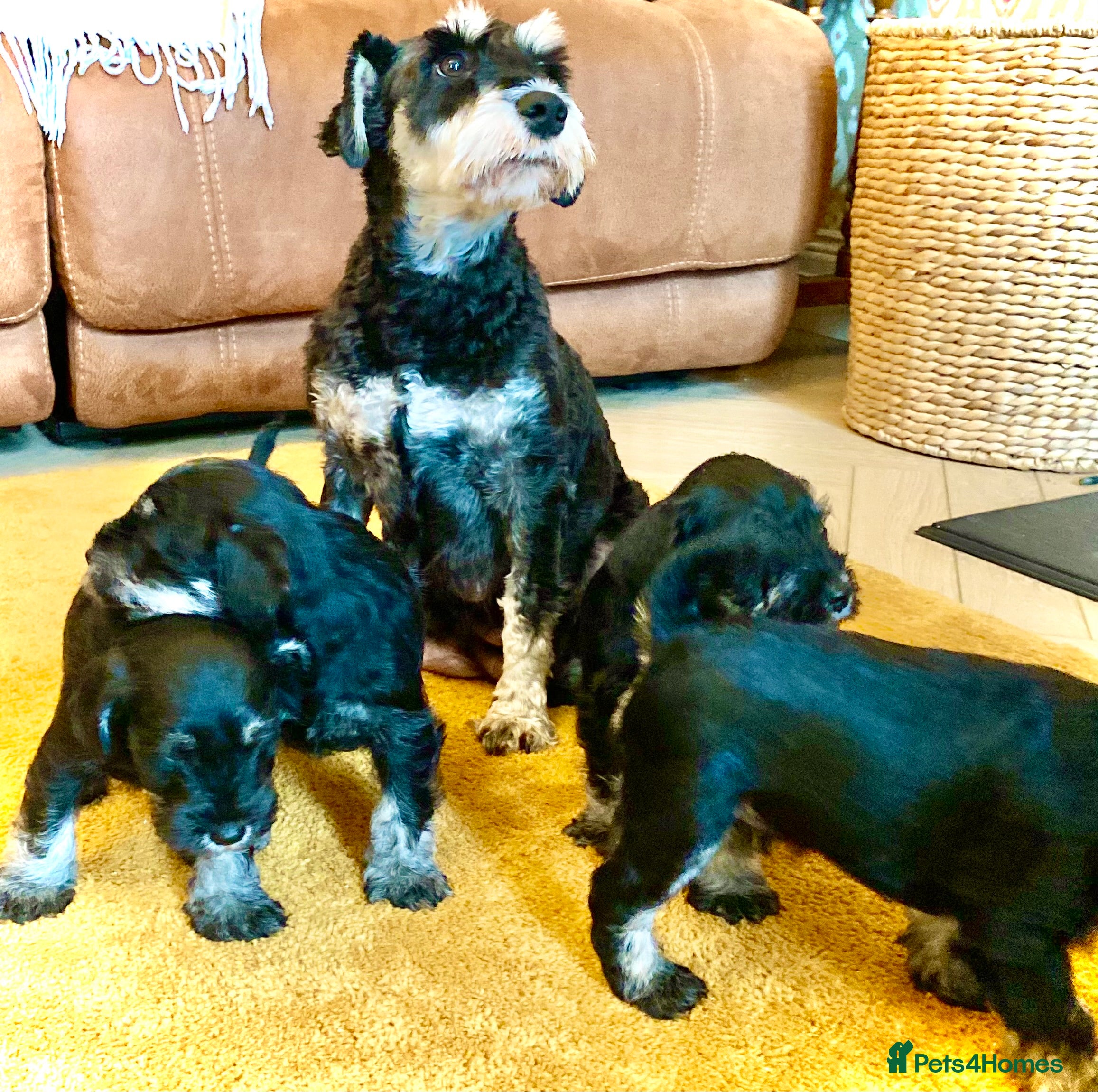 Miniature Schnauzer dogs Miniature Schnauzer puppies - Advert 2