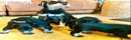 Miniature Schnauzer dogs for sale: Miniature Schnauzer puppies - Advert 1