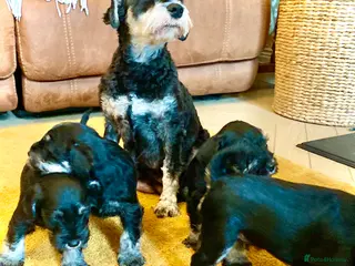 Miniature Schnauzer dogs Miniature Schnauzer puppies - Advert 13
