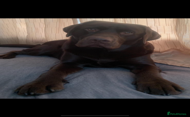 Labrador Retriever dogs in Doncaster - Advert 1