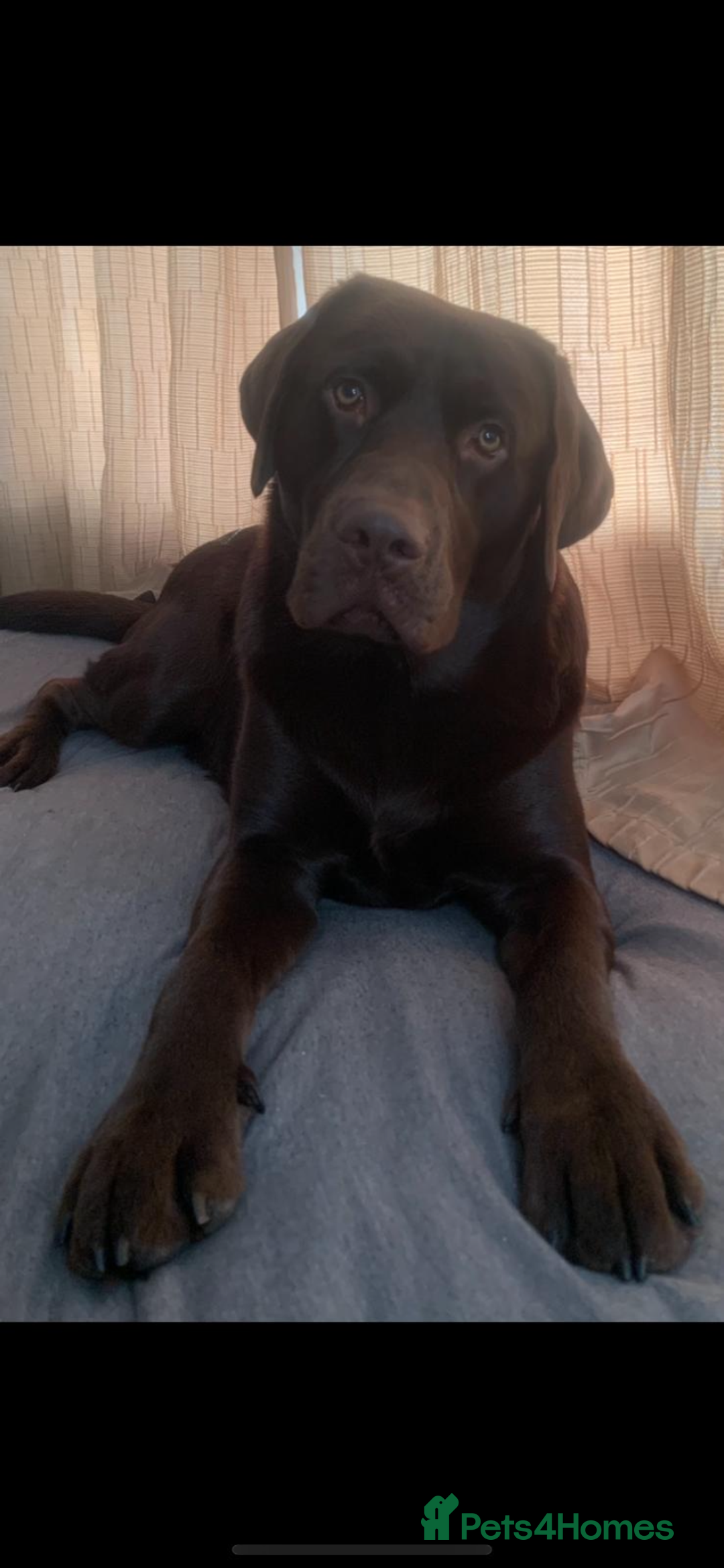 Labrador Retriever dogs for stud: Chocolate Labrador for Stud  in Doncaster - Image 1