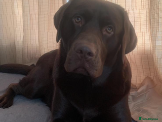 Labrador Retriever dogs in Doncaster - Advert 4