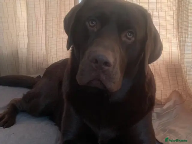 Labrador Retriever dogs Proven Chocolate Labrador available to stud. - Advert 1