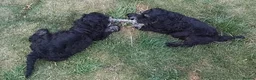 American Cocker Spaniel dogs for sale: ADORABLE YANKEE DOODLES  in Lauder - Advert 17