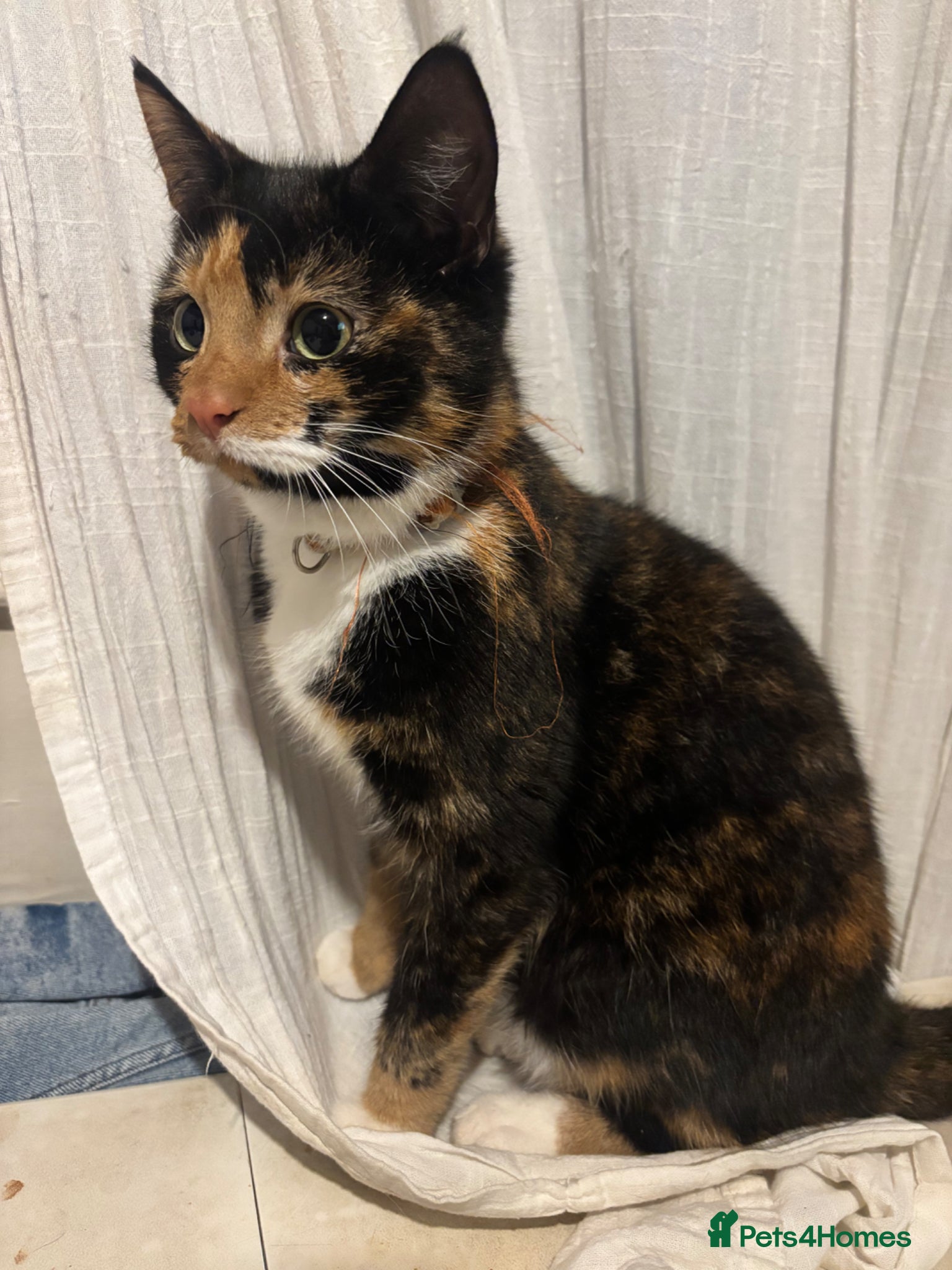 Mixed Breed cats Beautiful kittens for sale  - Advert 1